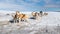 Dog sledding Husky waiting