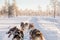 Dog Sledding in Lapland