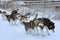 Dog sledding race