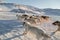 Dog sledding - side view of fast running Greenland dogs across f