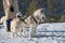 dog-sledding team waiting for tourists to ride