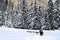 Dog sledding in the wood - Dolomiti