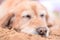 Dog sleeping on the beach with nose covered in sand