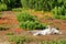 Dog sleeping in colorful vegetation