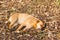 Dog sleeping on ground