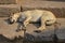 A dog is sleeping at hauz khas lake and garden from the hauz khas fort at hauz khas village at winter foggy morning