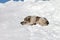 Dog sleeping on snow