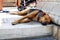 A dog sleeping in Syntagma square in Athens city.