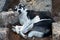 A dog sleeps peacefully in the archaeological site of Mycenae