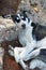 A dog sleeps peacefully in the archaeological site of Mycenae