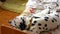 A dog sleeps on a person`s bed. The Sleeping Dalmatian