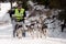 Dog sleigh racing in Transylvania