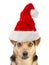 Dog Small Fawn Portrait wearing xmas or christmas santa claus hat isolated