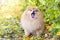 Dog small red fluffy Pomeranian, German Spitz yawns, opens mouth, shows tongue, teeth. oral hygiene in animals