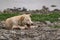 Dog of small size, without breed, with light hair, wet from the rain. A stray free pet, a simple little dog in nature among rocks