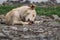 Dog of small size, without breed, with light hair, wet from the rain. A stray free pet, a simple little dog in nature among rocks