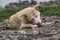 Dog of small size, without breed, with light hair, wet from the rain. A stray free pet, a simple little dog in nature among rocks