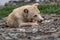 Dog of small size, without breed, with light hair, wet from the rain. A stray free pet, a simple little dog in nature among rocks