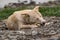 Dog of small size, without breed, with light hair, wet from the rain. A stray free pet, a simple little dog in nature among rocks