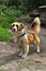 dog of small stature, white with yellow color, on a chain near his house