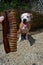 Dog smiling outside in front of a dog treat