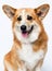 Dog smiling welsh corgi