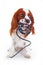 Dog with snake. Dangerous snake or snake danger illustration. Toy snake with dog studio photo for your concept. Cavalier