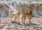 A dog sniffing another dogs on the beach with churned up sand