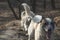 A dog sniffing another dogs butt on the mystical autumn forest