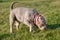 Dog sniffing grass. A pocket Lilac color male American Bully puppy dog is walking.