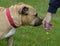 Dog sniffing a persons hand