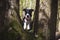 Dog sniffing a tree trunk