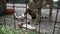 Dog sniffs the bones in a dog shelter behind the fence. The focus is on the fence