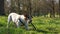 Dog sniffs and chews wooden stick standing among green grass