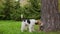The dog sniffs the grass near the large tree trunk and the trunk itself. The pet rises to its full height, resting its