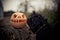 dog sniffs Pumpkin with his eyes cut out and his mouth on the stump. Decor for Halloween. Scary forest.