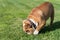 Dog snifing in the grass