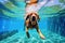 dog snorkeling funny puppy pool fun vacation swimming water underwater. Generative AI.