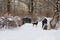 Dog on snow covered little bridge in winter park