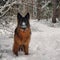 Dog with snow nose