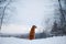 Dog in the snow. Nova Scotia duck tolling Retriever