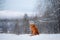 Dog in the snow. Nova Scotia duck tolling Retriever