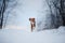 Dog in the snow. Nova Scotia duck tolling Retriever