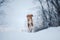 Dog in the snow. Nova Scotia duck tolling Retriever