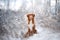 Dog in the snow. Nova Scotia duck tolling Retriever