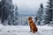 Dog in the snow. Nova Scotia duck tolling Retriever