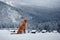 Dog in the snow. Nova Scotia duck tolling Retriever