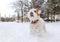 Dog,  snow,  outdoor, winter Jack Russel,