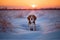 Dog in the snow. Portrait of beagle dog on sunset background in winter.