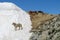 A dog at snow and rocky mountain range